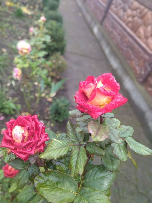 ПРОДАЖ БУДИНКУ в місті Нікополі