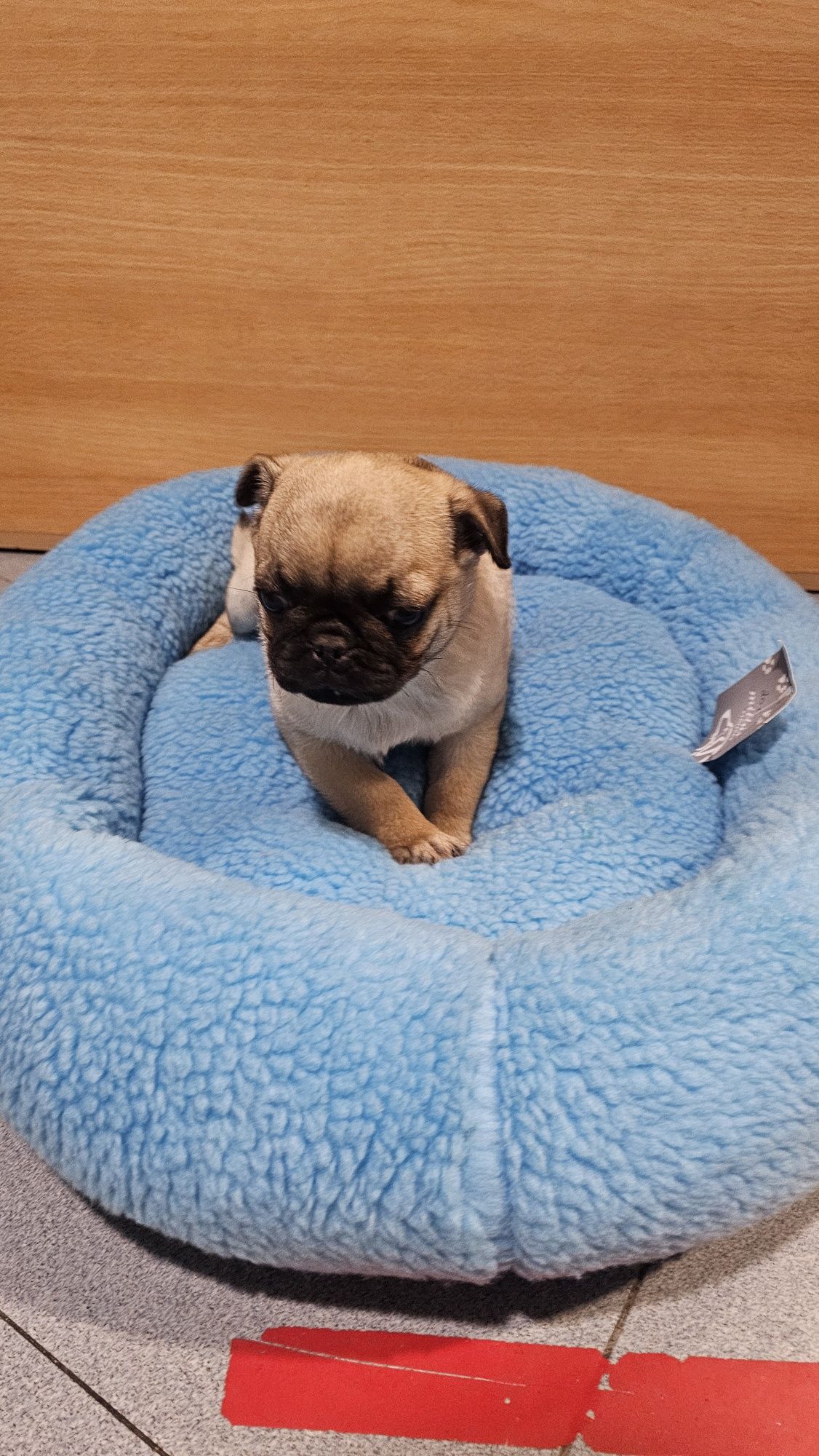 Pug Carlin macho