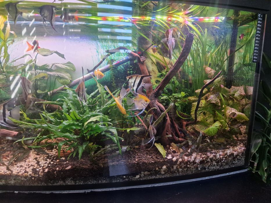 Akwarium Panoramiczne 240L 120x40x50 + Szafka + Filtr + Akcesoria