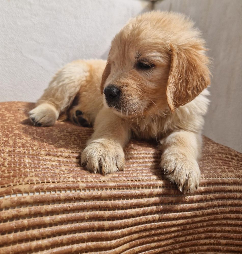 Golden Retriever LOP pedigree ( femea )