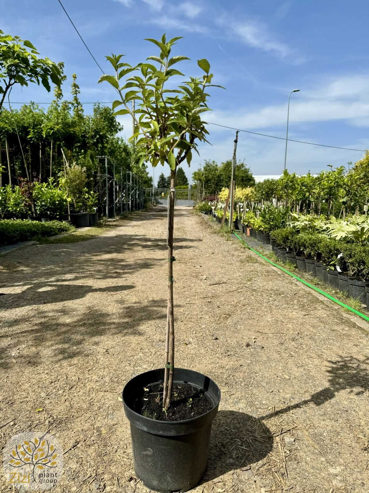 Buddleja davidii Black Knight 40-60cm, Empire Blue pień 60cm, budleja