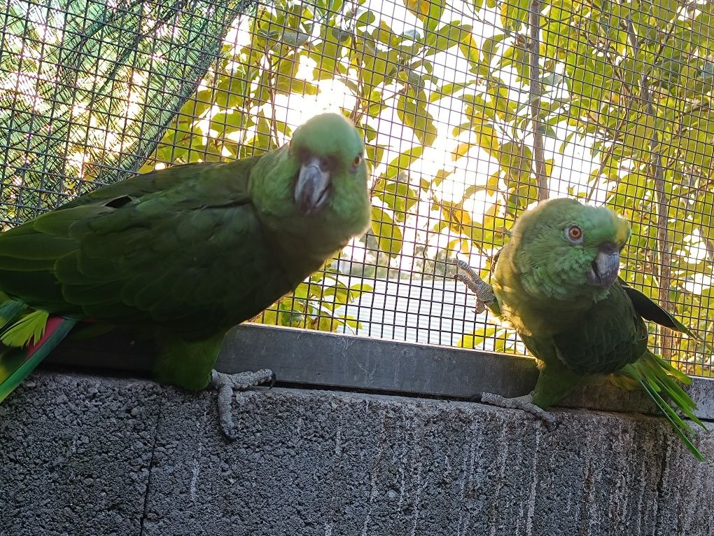 Casal Amazonas auropaliata  2018