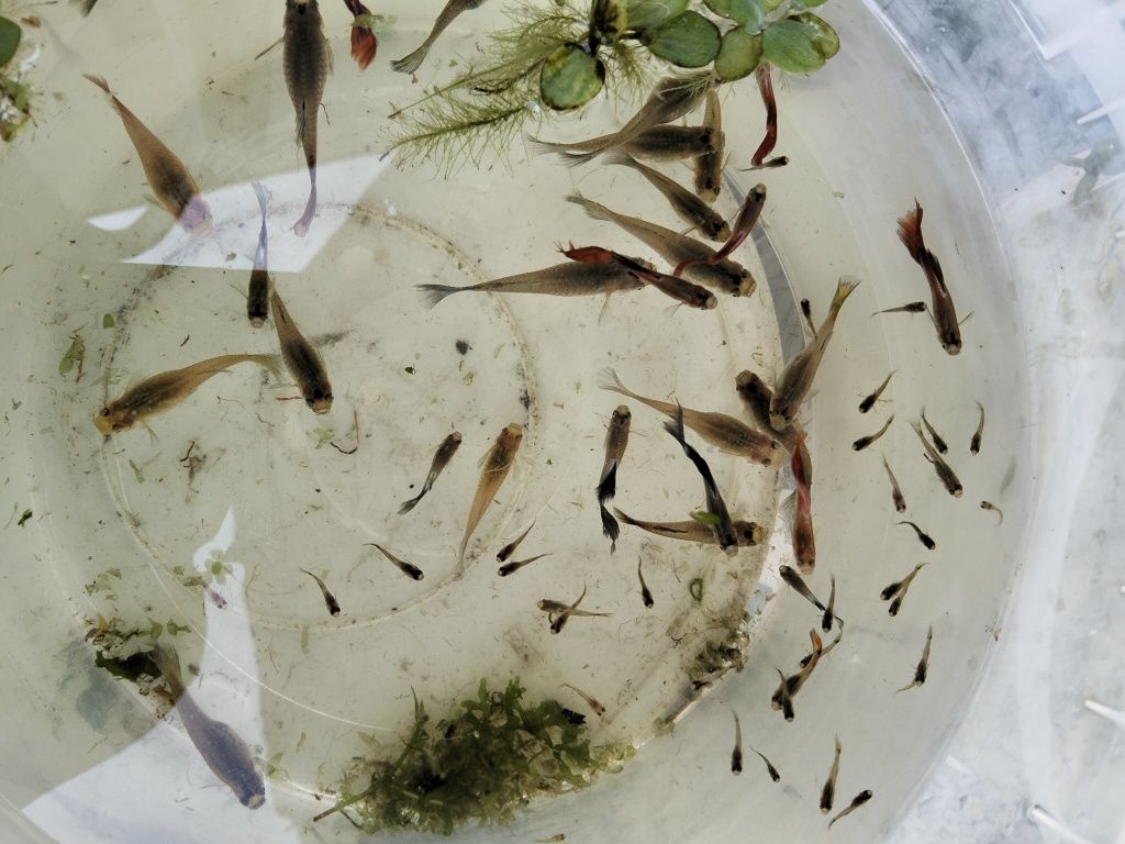 Alevins de guppys