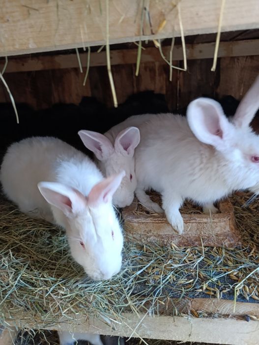 Sprzedam króliki termondzkie samce