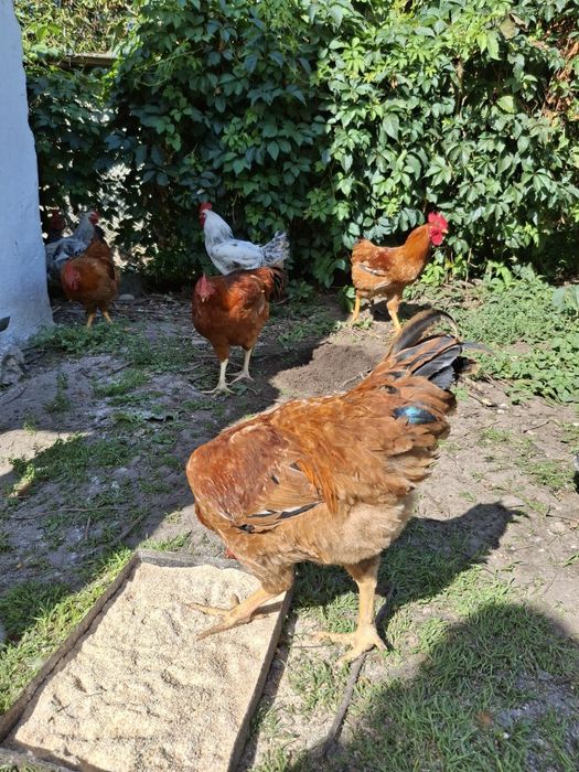 Продам півники молоденькі