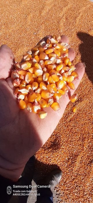 Milho miudo seco ao sol