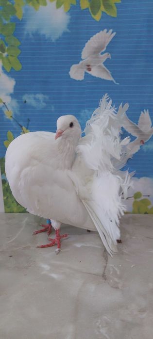 Продам голубів Пав... білі