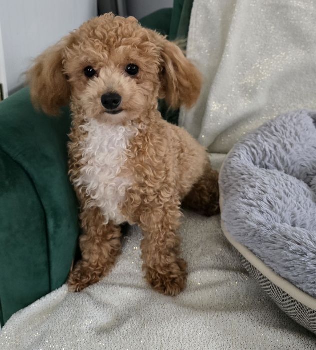 Bichpoo/Maltipoo/Poochon śliczny mini  piesek