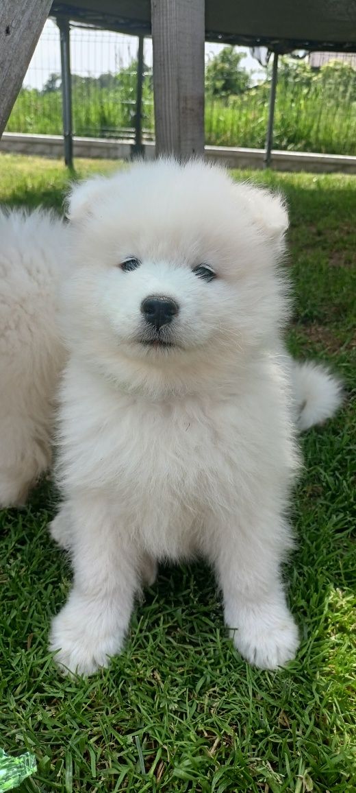 Samoyed gotowy do odbioru