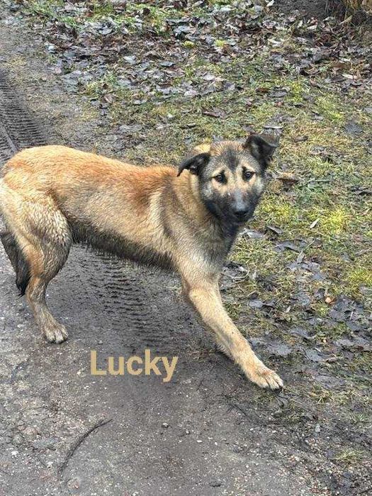 Mela i Lucky - wyrzucone do lasu, czekają w przytulisku na dobre domy