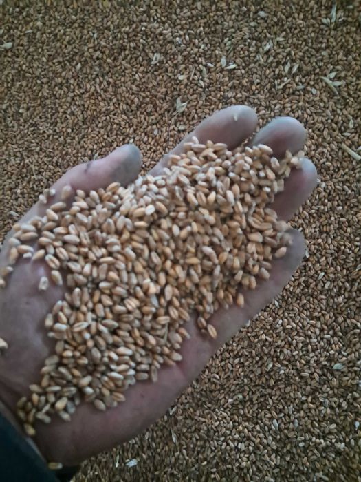 Продам пшеницю фуражну