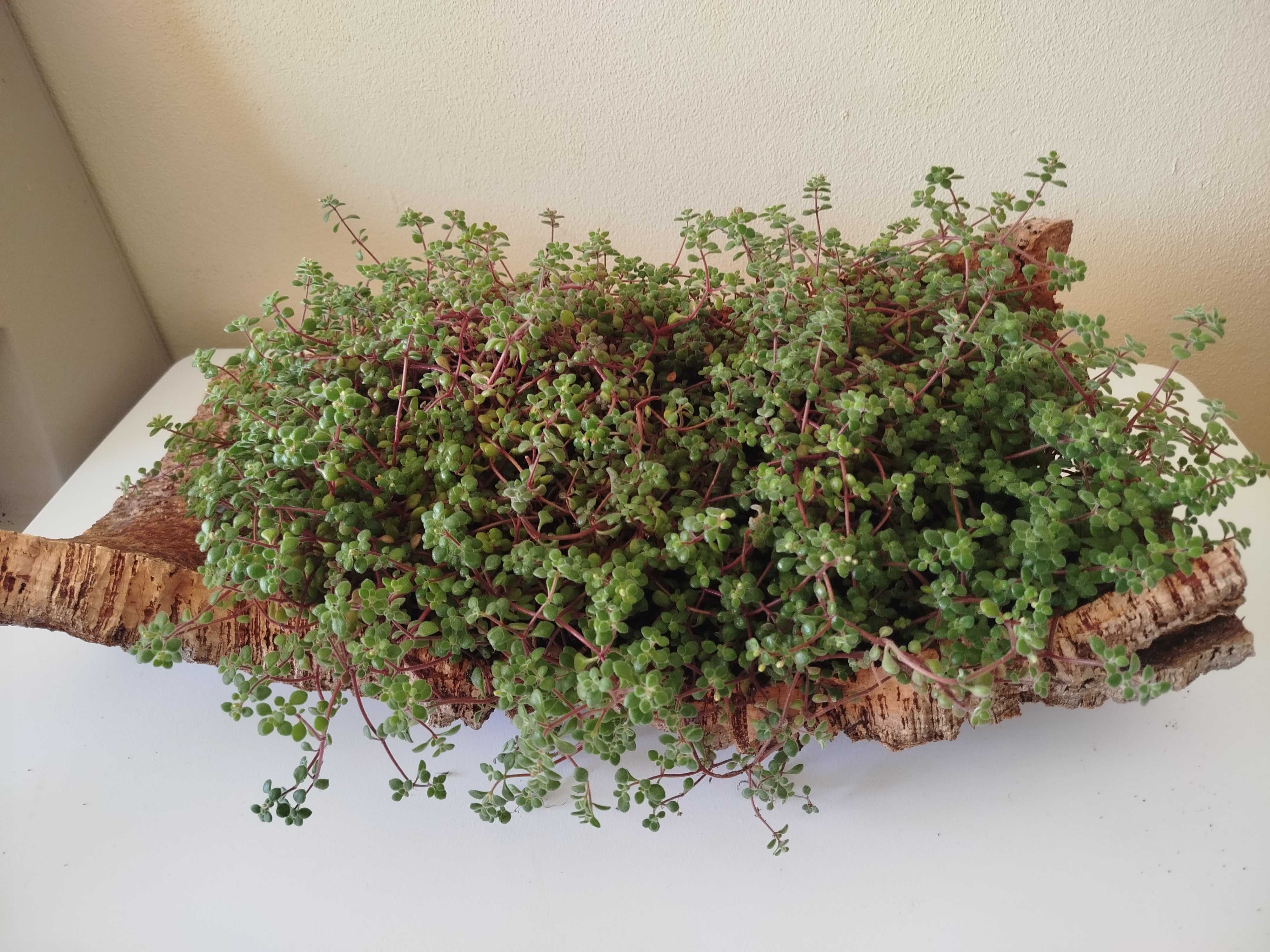 Planta em casco de cortiça