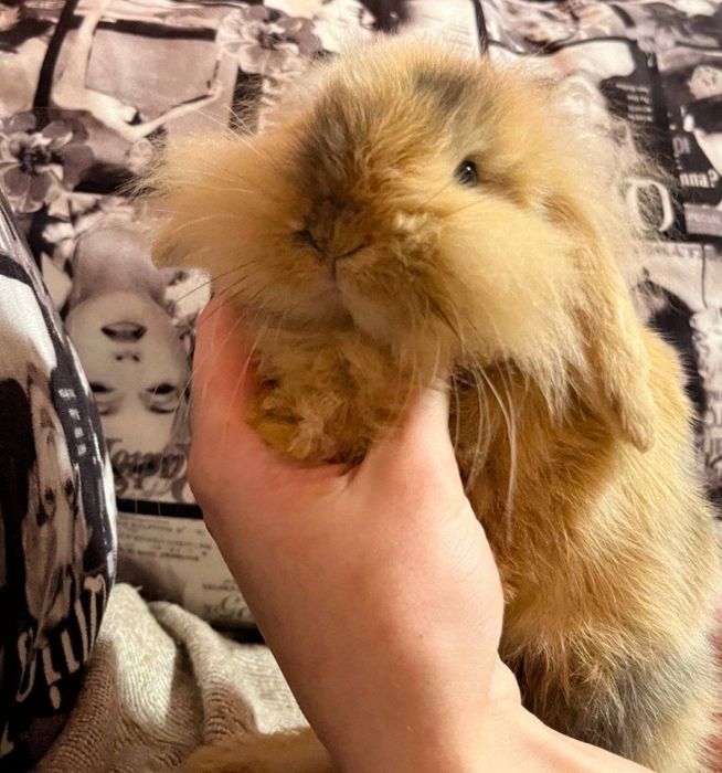 Карликові баранчики