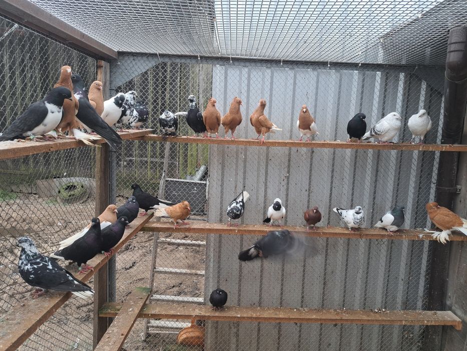 Gołębie lotne deresze czaposze wyszfance