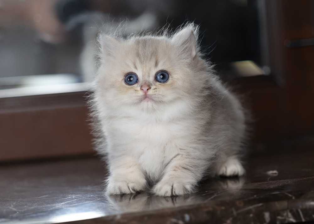 Британський котик 1,5 міс