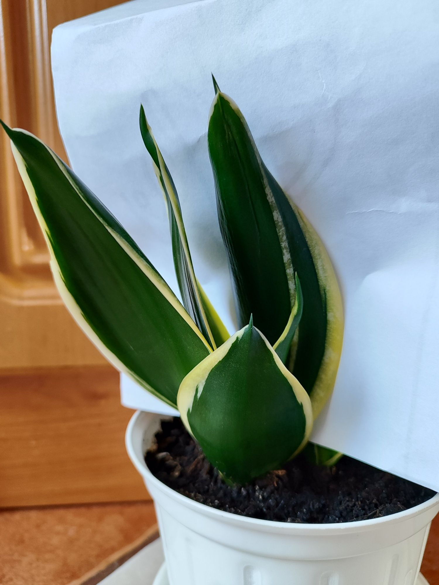 Sanseveria Jade Pagoda