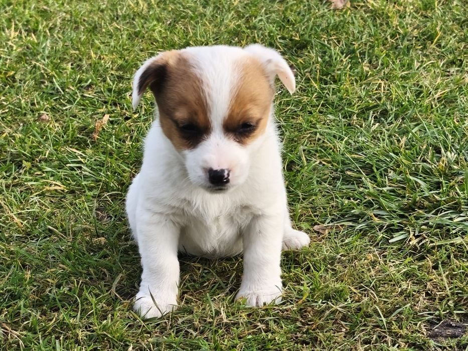 Jack Russell Terrier