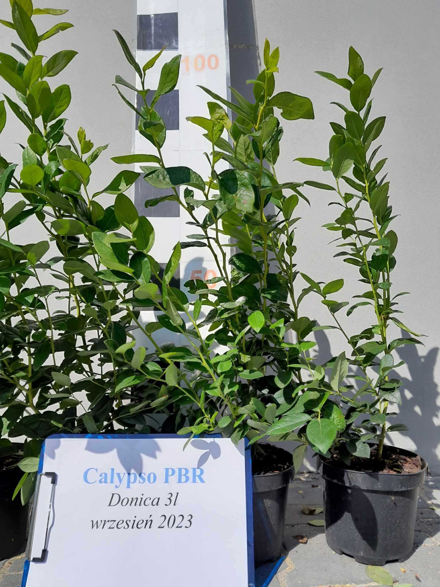 Borówka Amerykańska Calypso CAC 3 letnia donica 3 Litry PREMIUM
