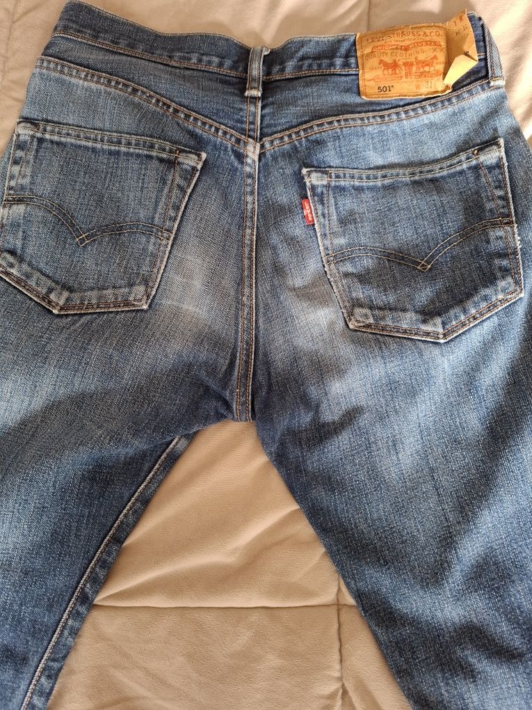 Calsas levis  501. N. ⁸31