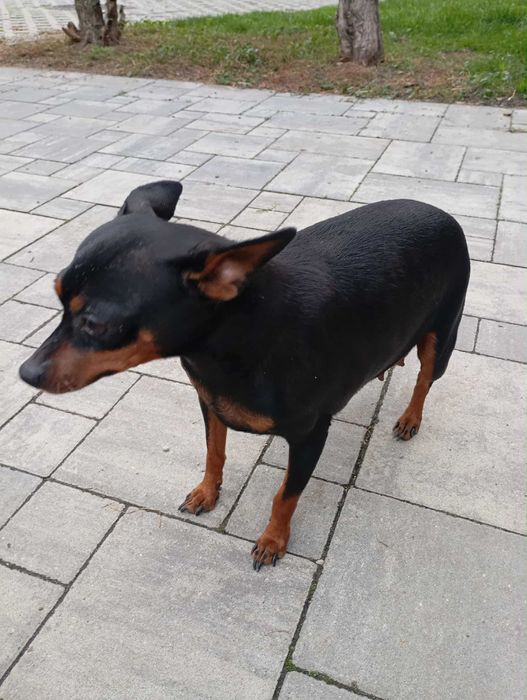 Pińczer miniaturowy