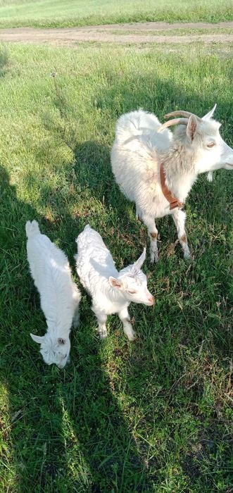 Продам козине стадо