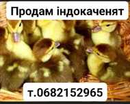 Продам каченят  шипунов
