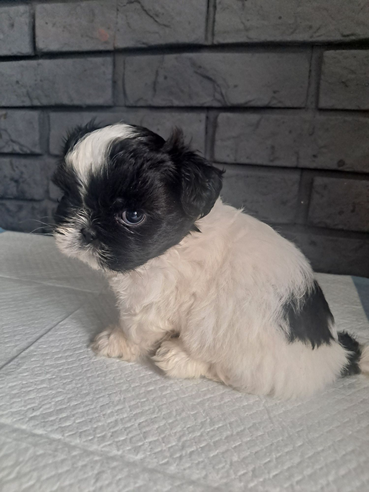 Śliczna Shih tzu z genem czekoladowym.Juz do odbioru.