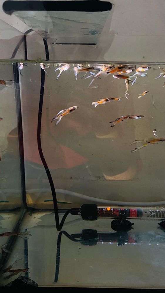 Guppy’s endler