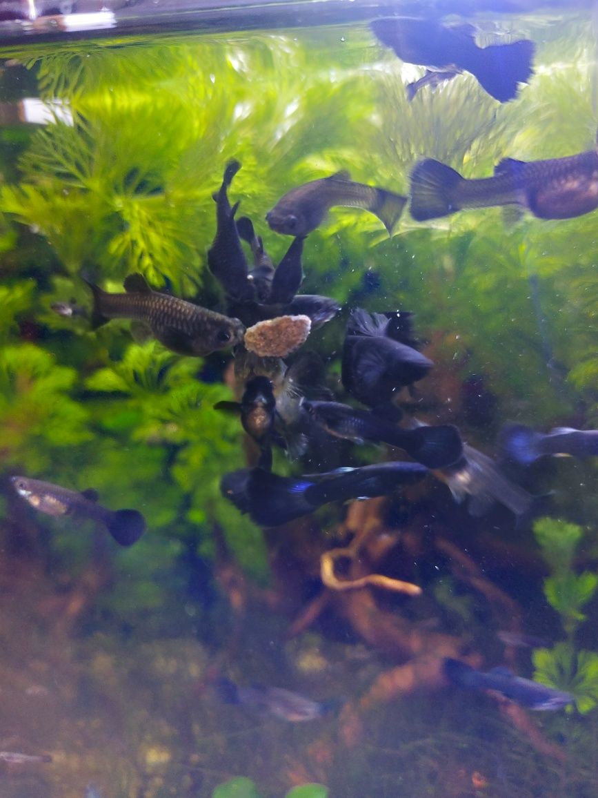 Guppys blue moskow