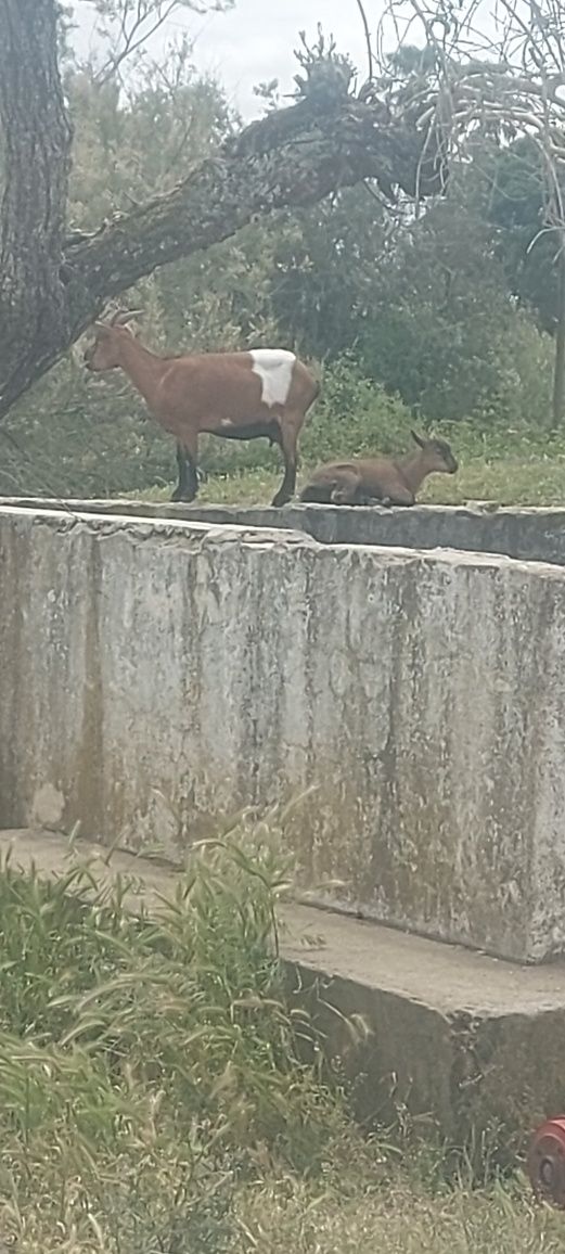 Cabras anãs fêmeas e macho