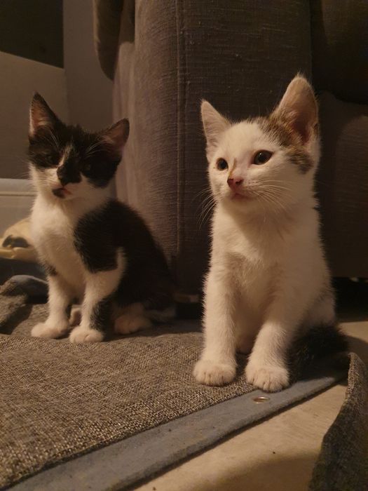 Urocze kocurki do oddania