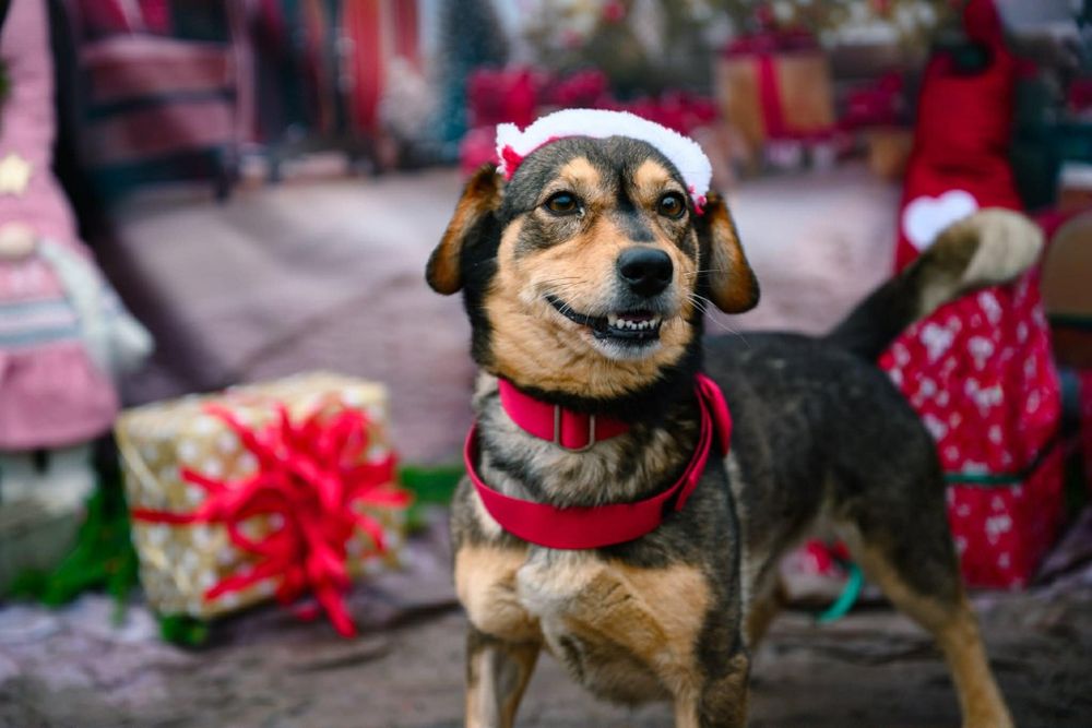 Karolek ma tylko jedno marzenie - dom