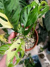 Monstera Adansonii Albo Varie