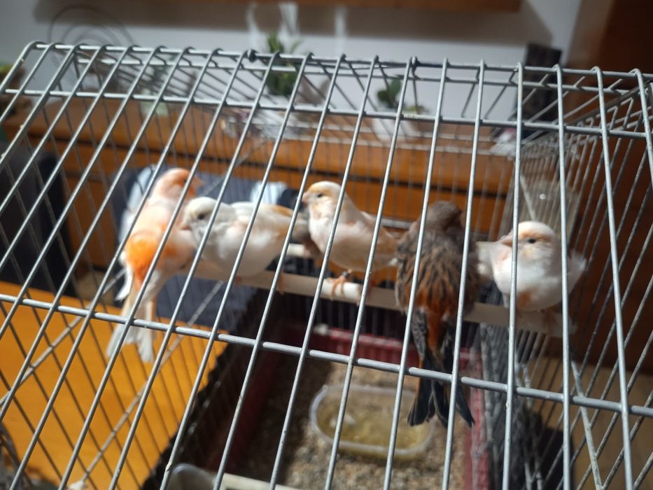 Para venda 7 canários Arlequim Português