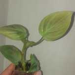 Filodendron composportanum