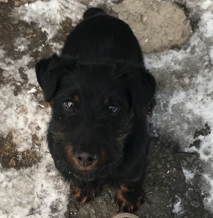 !!!Зник песик!!!