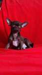 Mini czekoladowa dziewczynka chihuahua. Rodowod FCI
