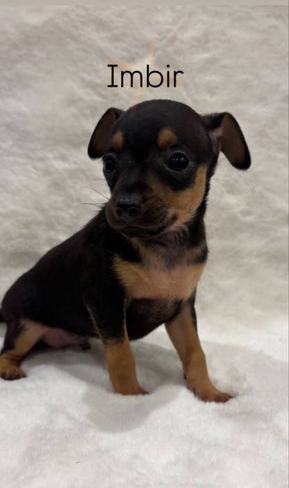 Pinczer Miniaturowy IMBIR