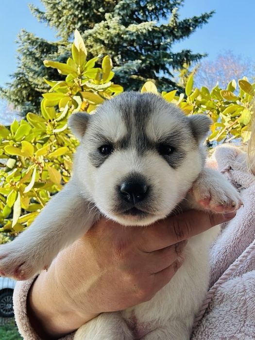 Suczka siberian husky  wybitna ZKwP FCI