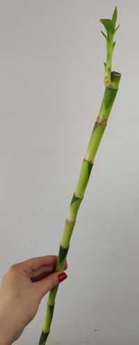 Lucky Bamboo Dracena Bambus 70 cm