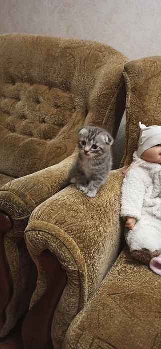 Вислоухие котята.Есть и прямоухие.