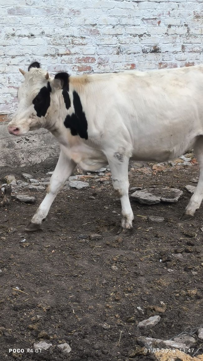 Продам телицю 1 рік