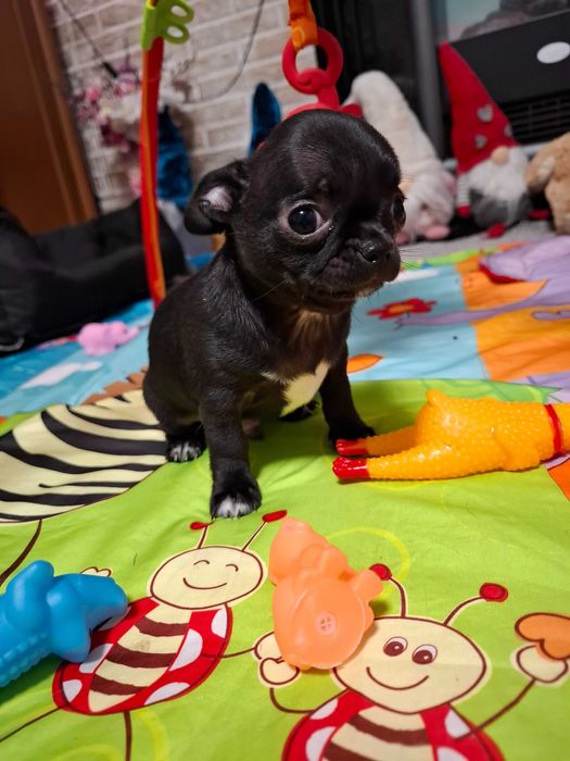 Chihuahua czarny Zorro z rodowodem