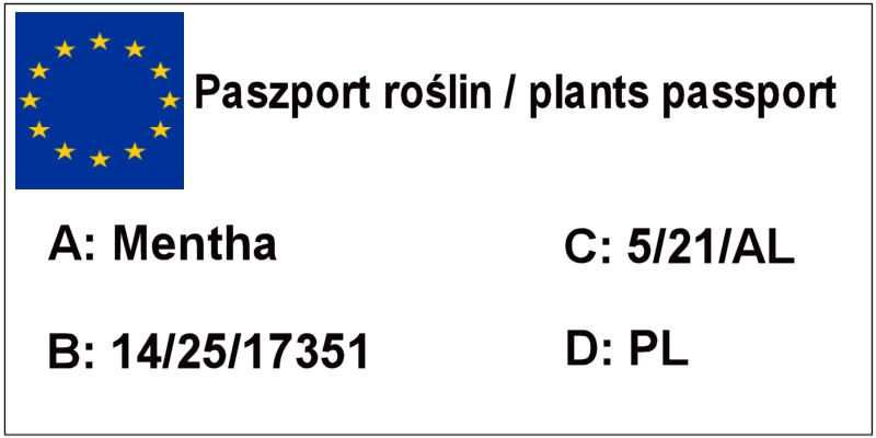Mięta różne rodzaje -cytrynowa pieprzowa, sadzonki