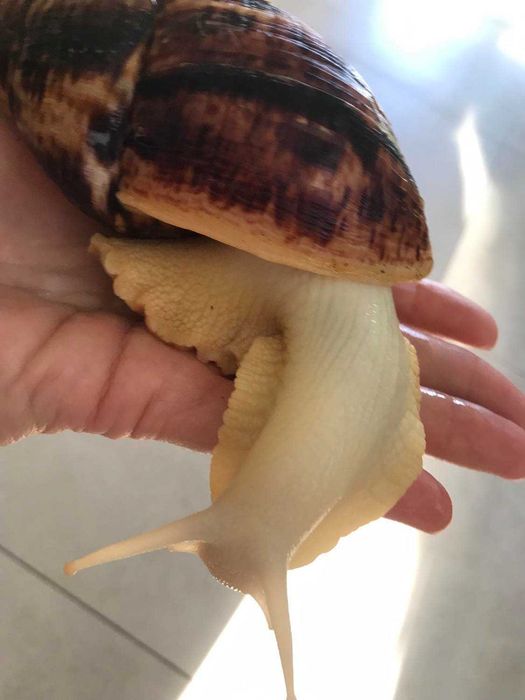 Dorosłe ślimaki afrykańskie