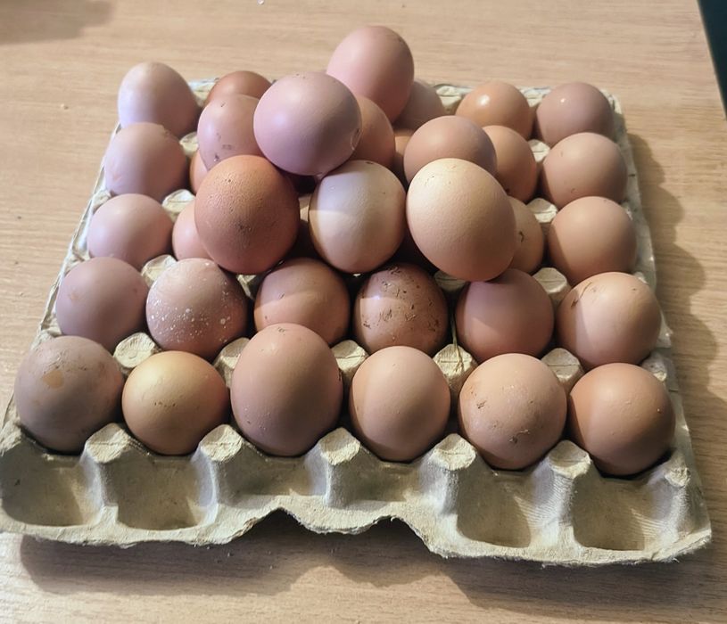Проам яйце домашне коричневе
