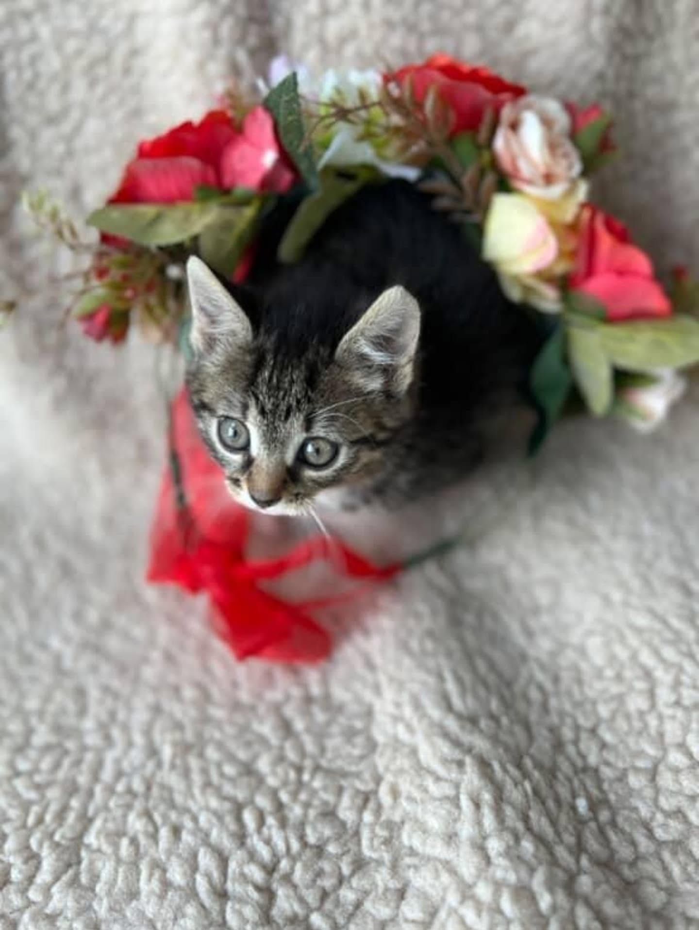 Тигровые котята бесплатно