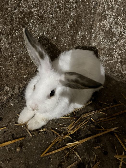 Sprzedam młode  króliki