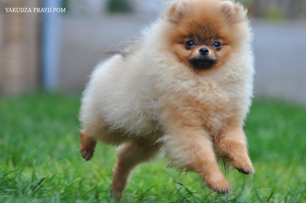 Мачо      Кузьма