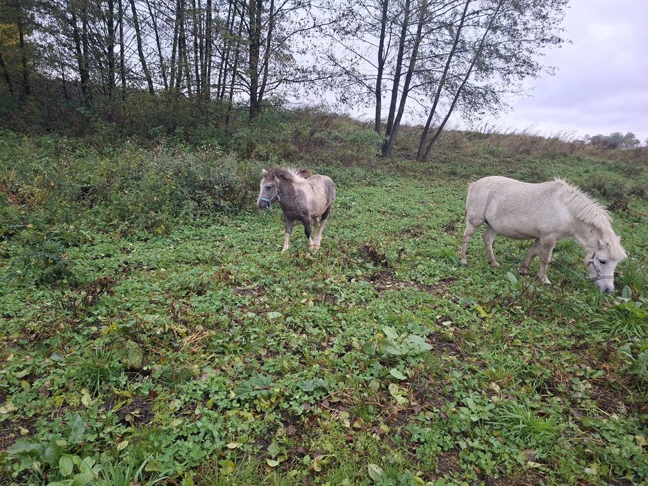 Kucyk klacz spokojna